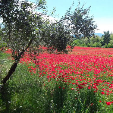 L’AGRICOLTURA ATTRAVERSO GLI OCCHI DI UN  RADIONICO