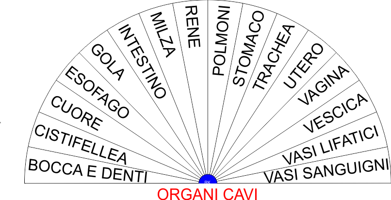 ORGANI CAVI