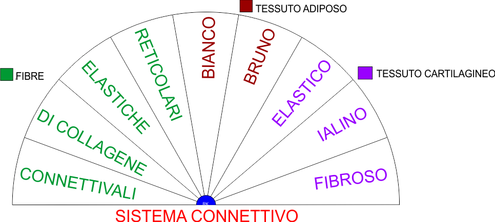 SISTEMA CONNETTIVO