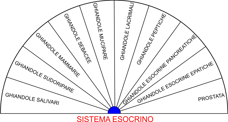 SISTEMA ESOCRINO