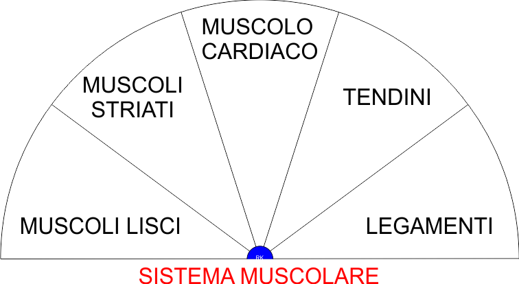 SISTEMA MUSCOLARE