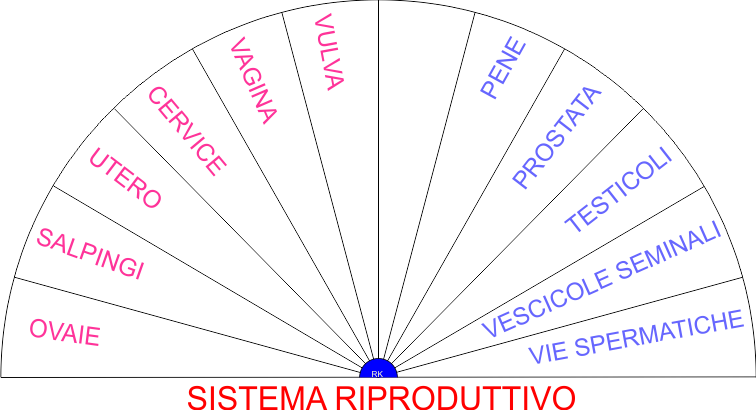 SISTEMA RIPRODUTTIVO