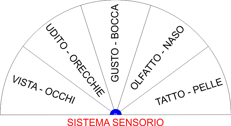 SISTEMA SENSORIO