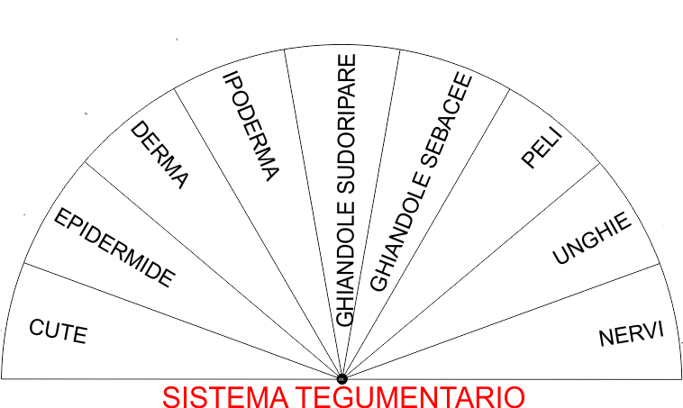 SISTEMA TEGUMENTARIO