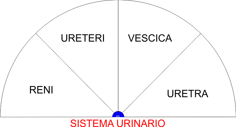 SISTEMA URINARIO